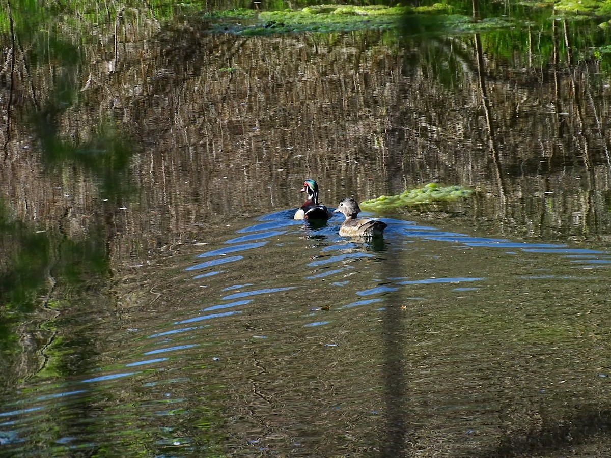 Wood Duck - ML429646691