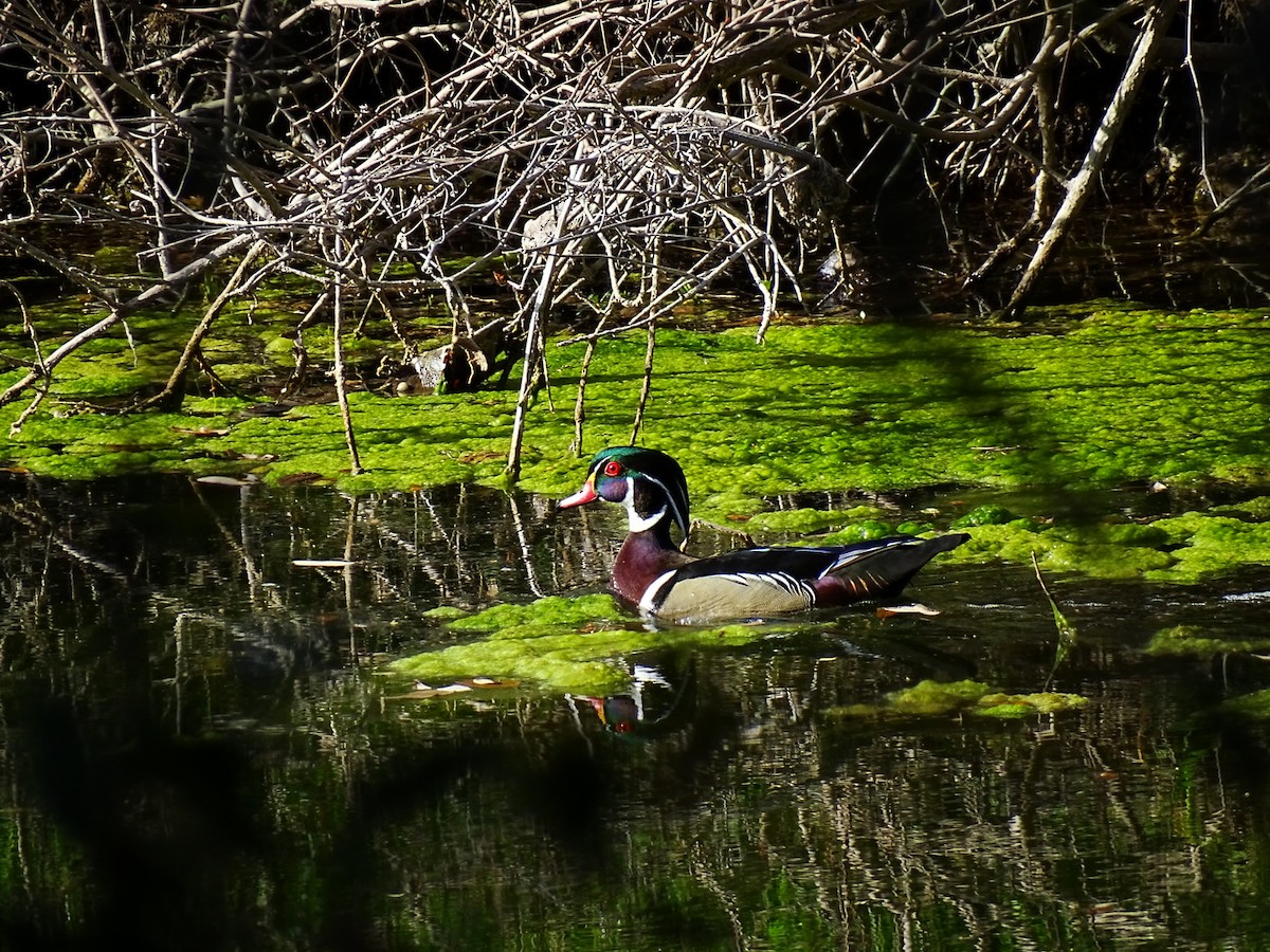 Wood Duck - ML429646701