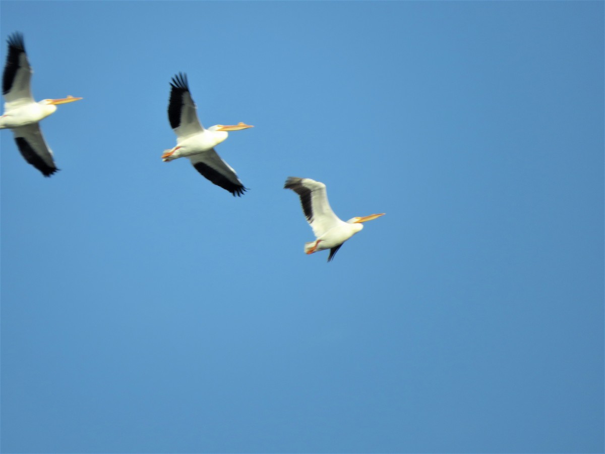 pelikán severoamerický - ML429646731