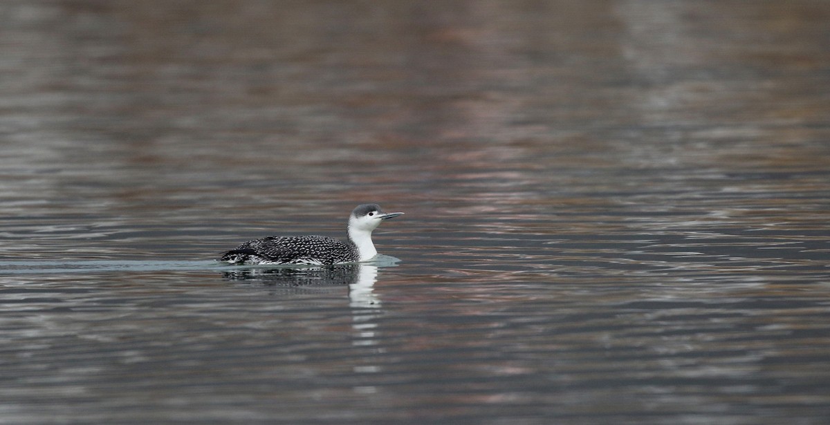 Red-throated Loon - ML42964741