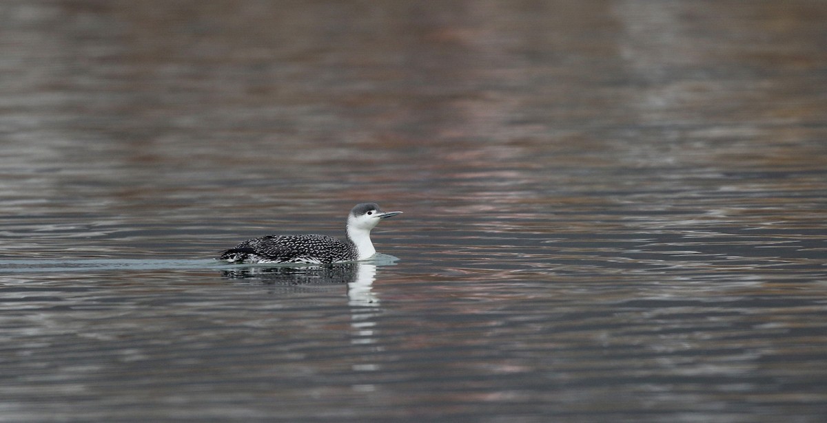 Red-throated Loon - Jay McGowan