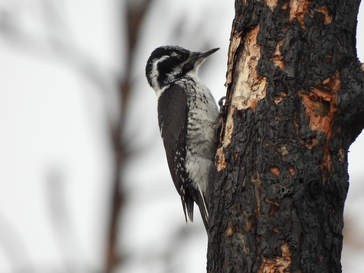 American Three-toed Woodpecker - ML429647881