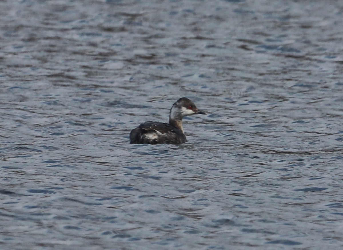 Horned Grebe - Alex T