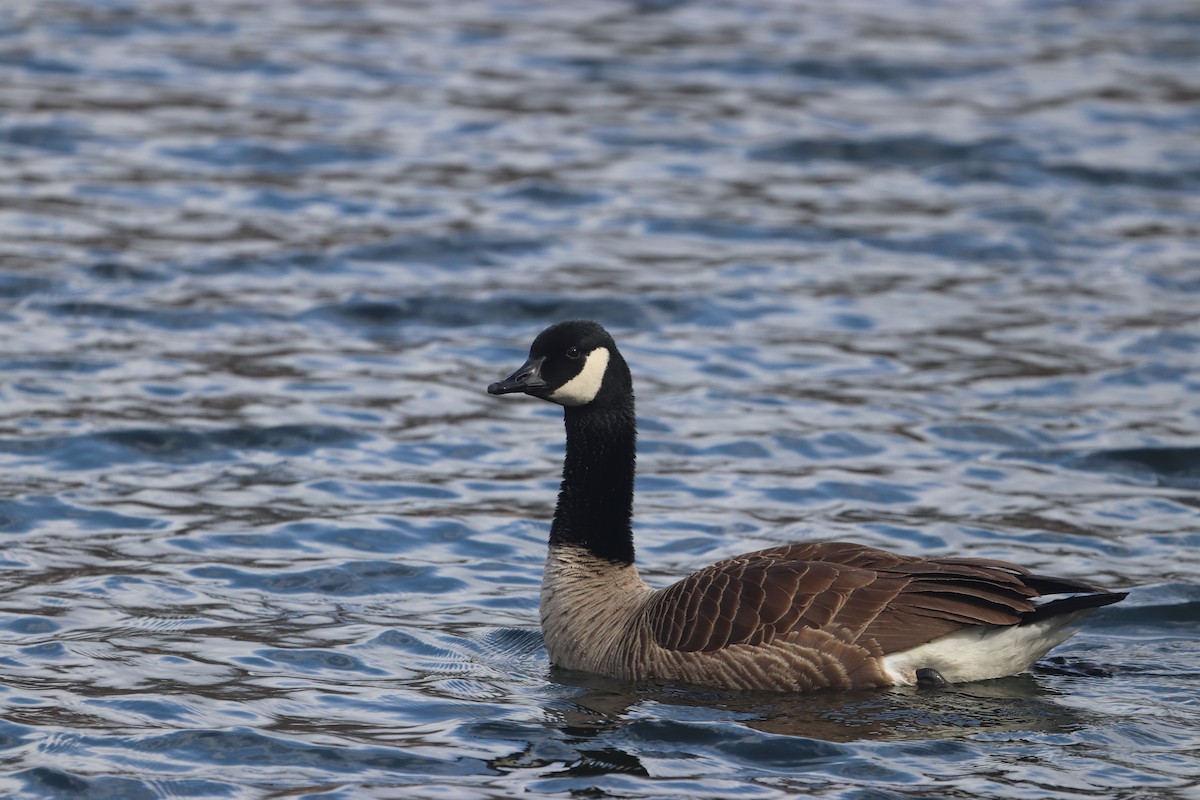 Canada Goose - Alex T