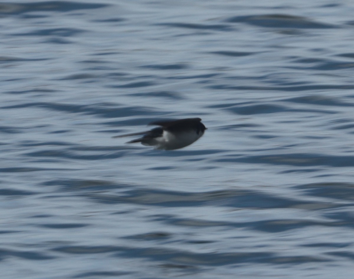 Tree Swallow - ML429648231