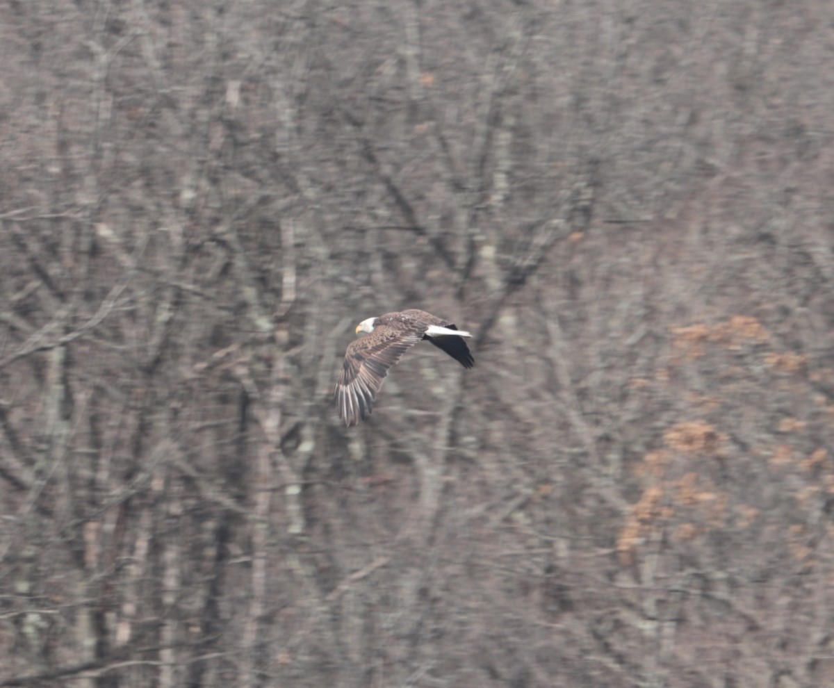 Bald Eagle - ML429648271