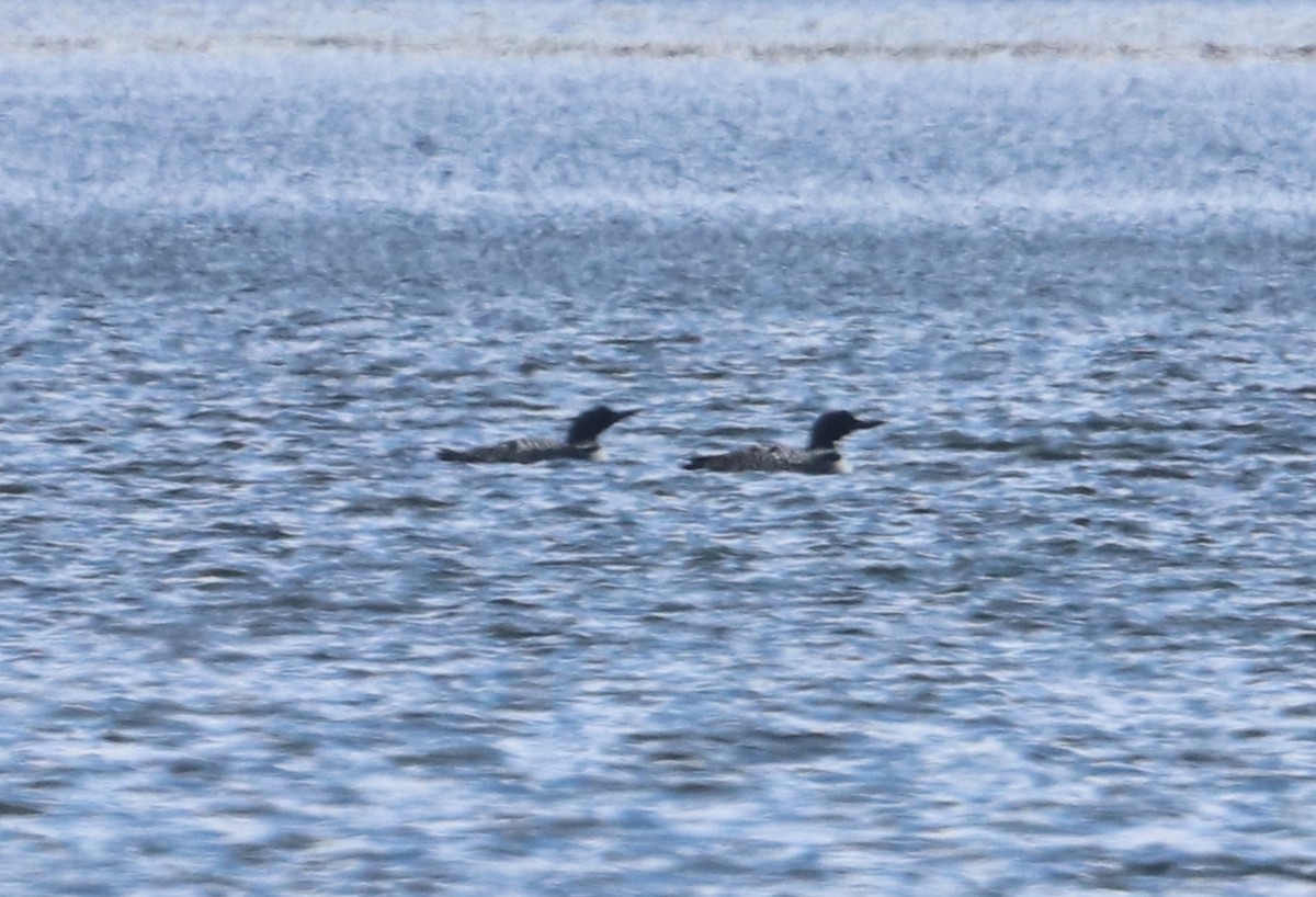 Common Loon - ML429648841