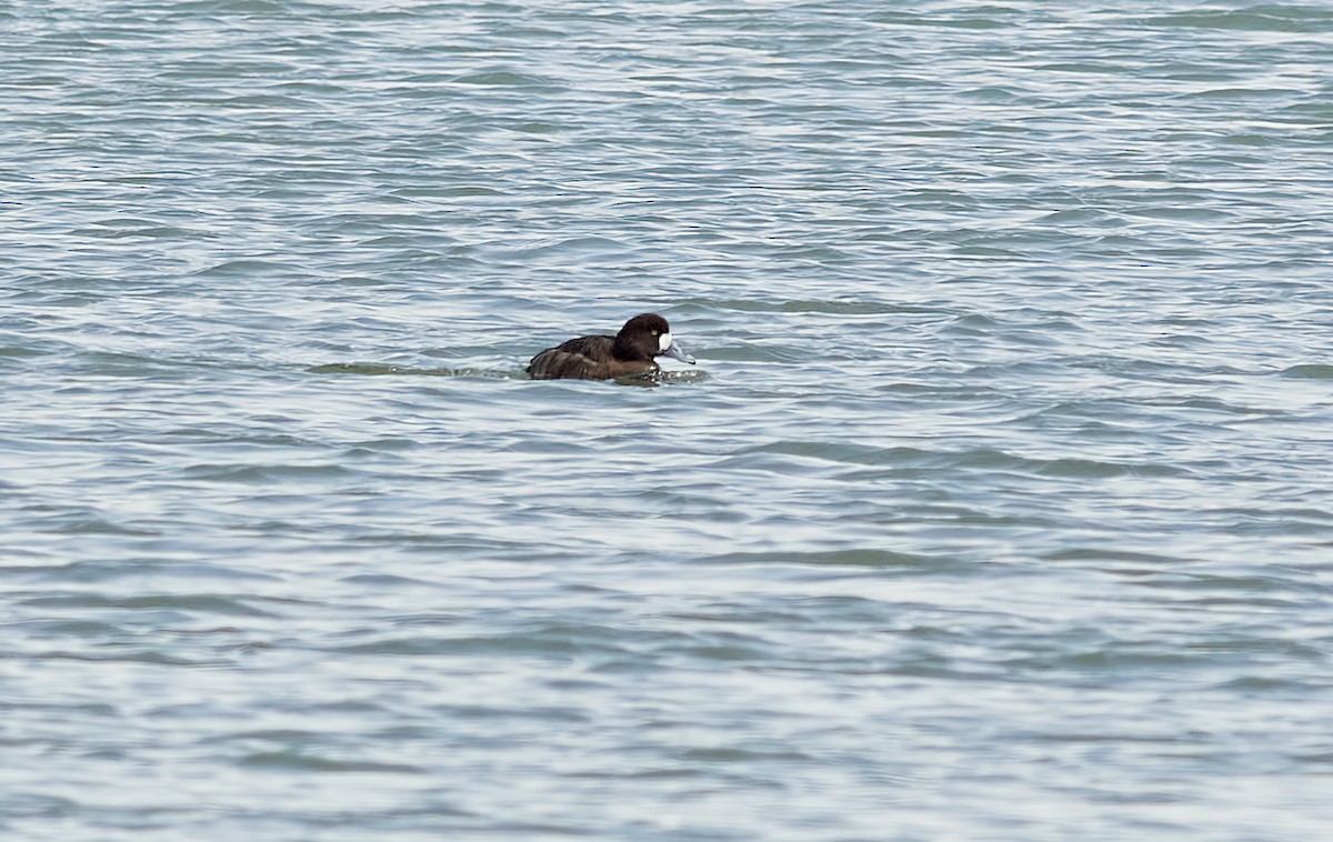 Greater Scaup - ML429652171