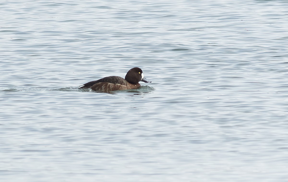 Greater Scaup - ML429652181
