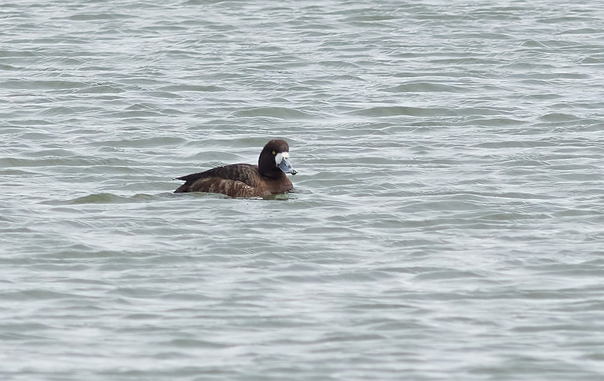 Greater Scaup - ML429652191