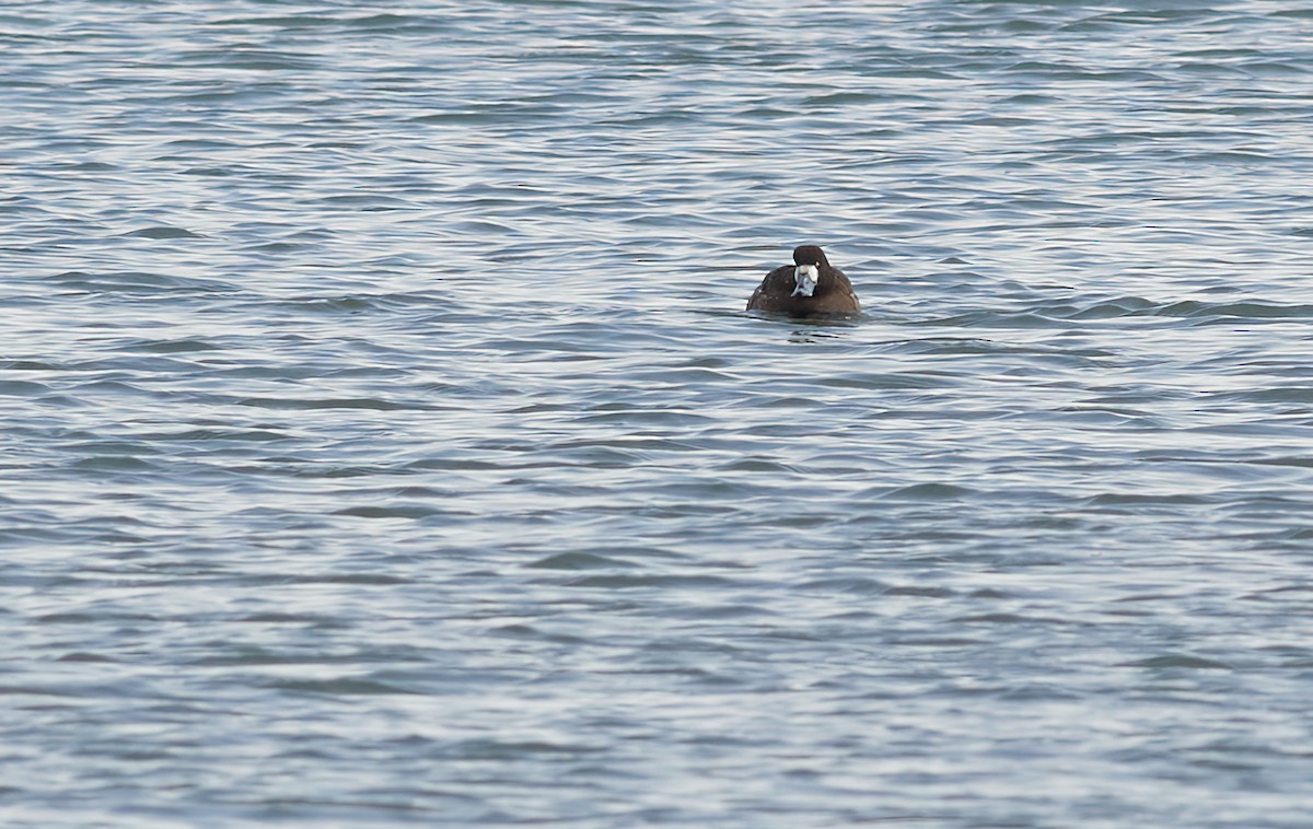 Greater Scaup - ML429652201