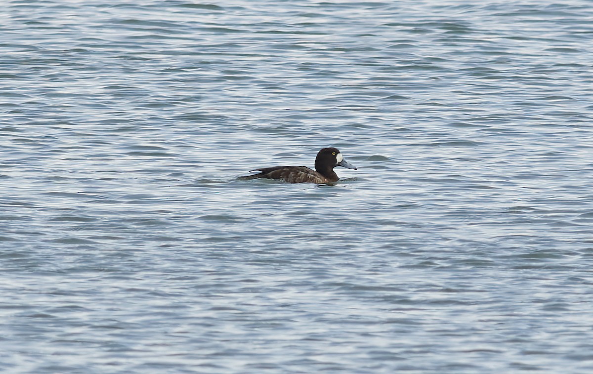 Greater Scaup - ML429652211