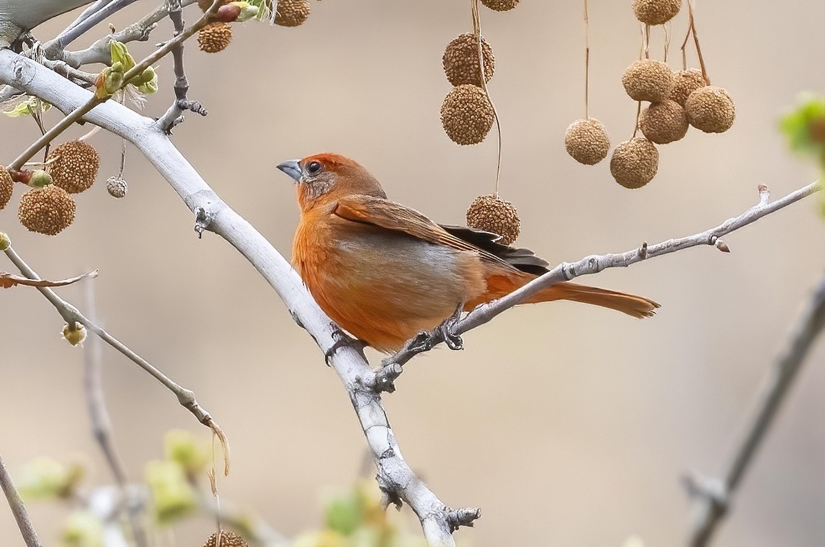 Hepatic Tanager - ML429652931