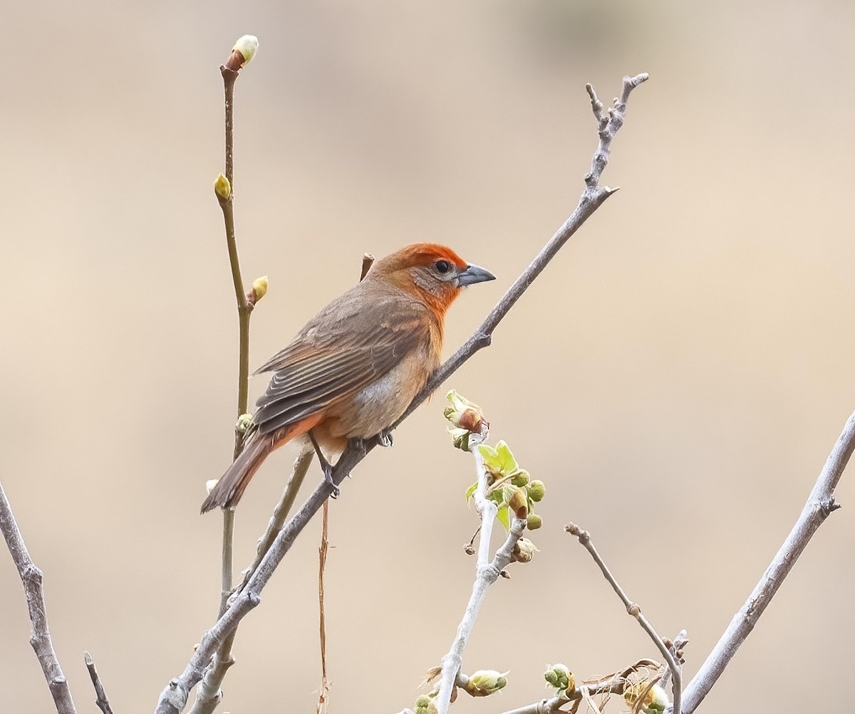 Hepatic Tanager - ML429652951