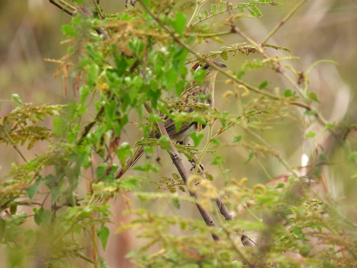 Striped Cuckoo - Jorge Alcalá