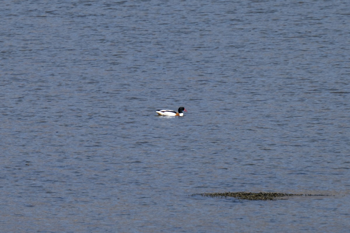 Common Shelduck - ML429656481