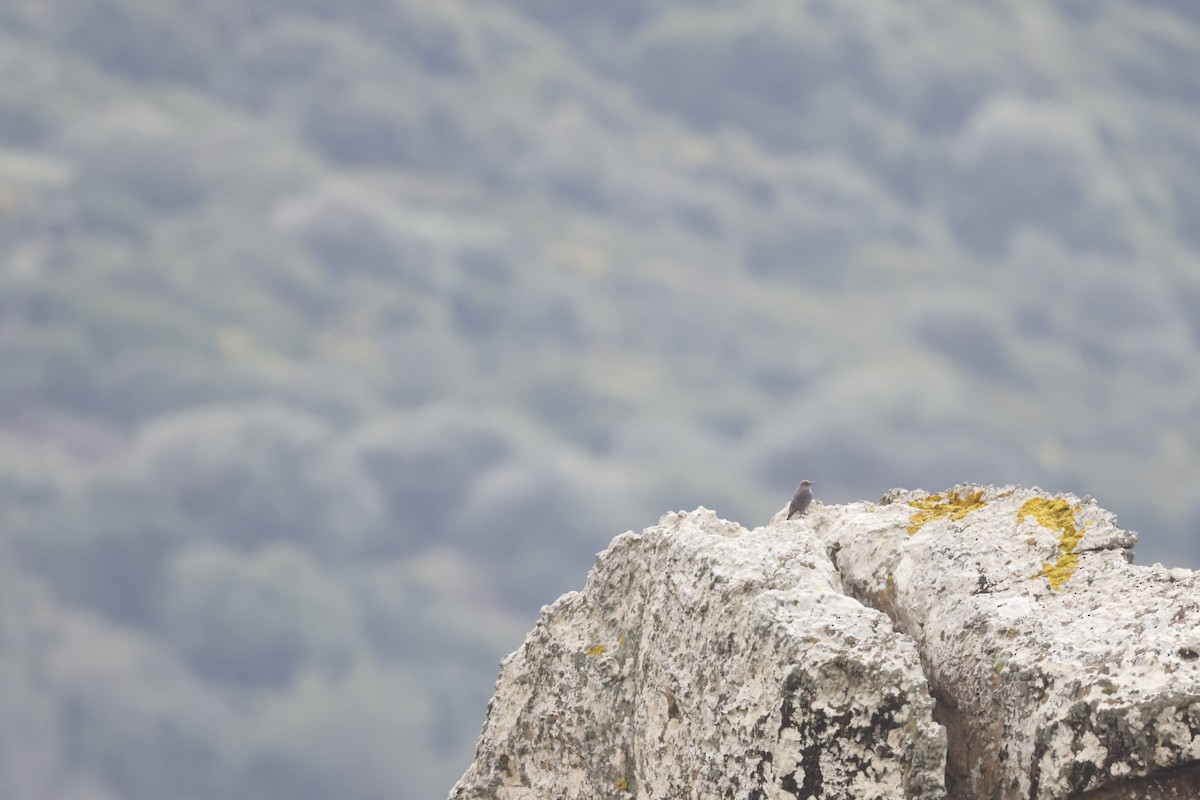 Blue Rock-Thrush - Mario Garcia