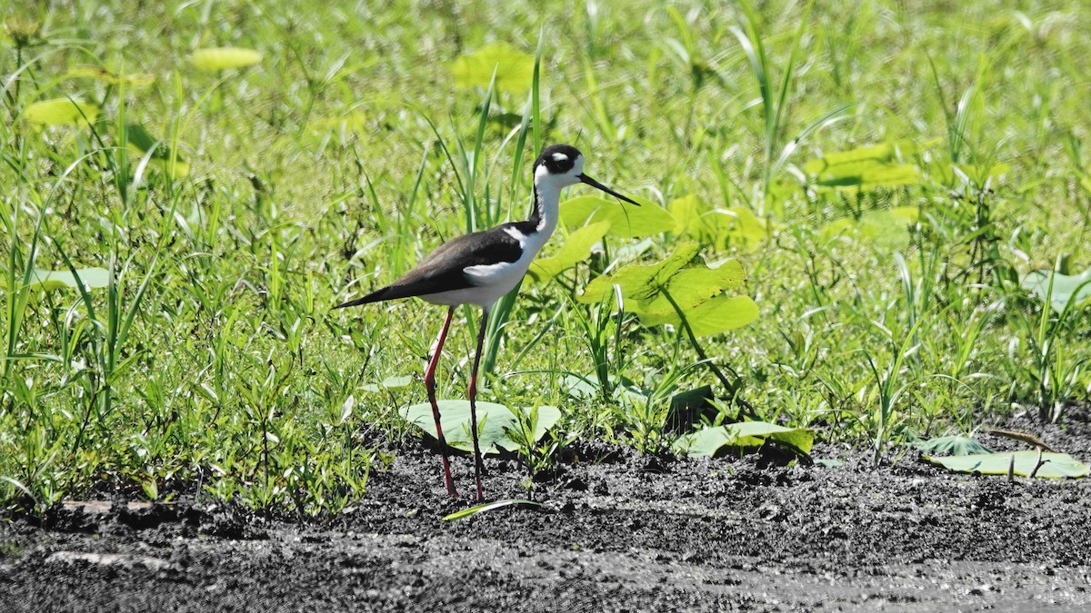 Black-necked Stilt - Barry Day