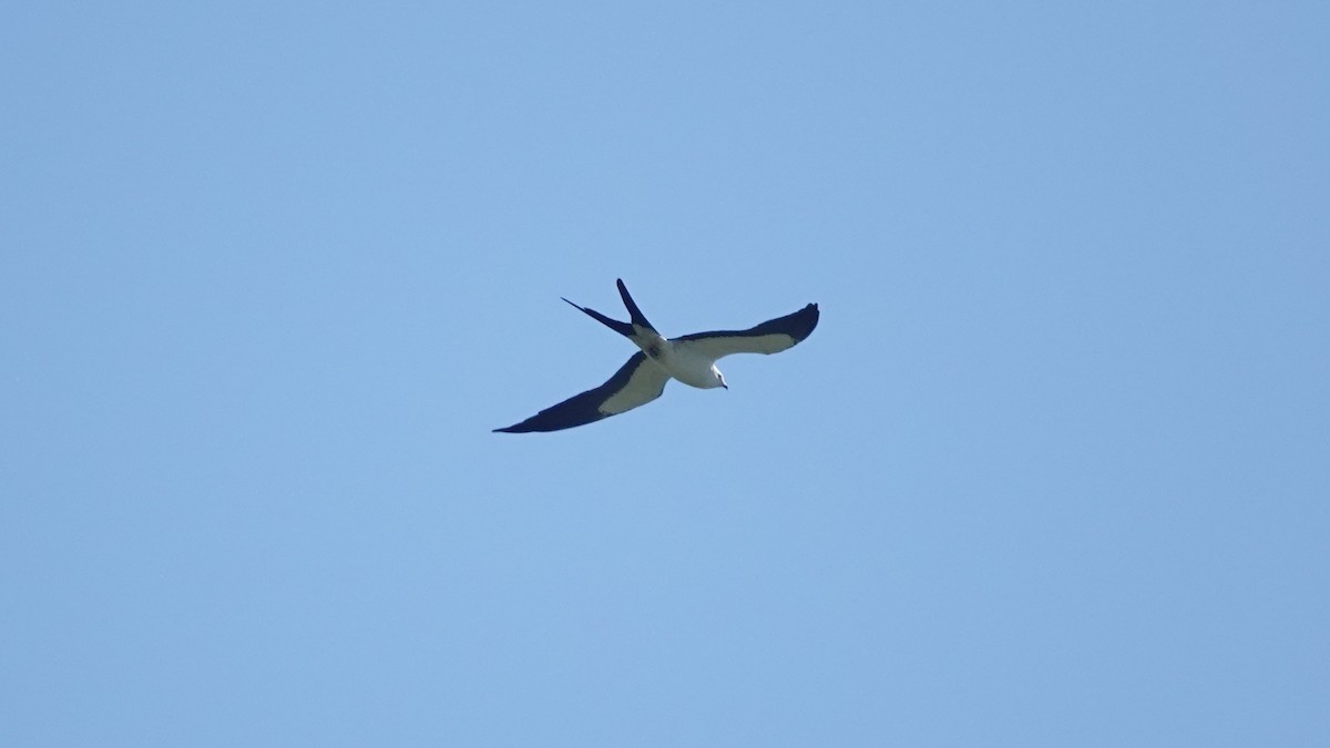 Swallow-tailed Kite - ML429658781