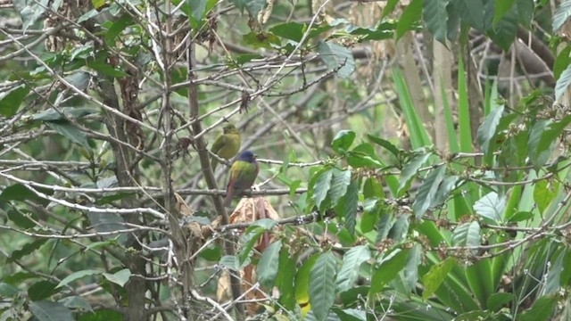 Painted Bunting - ML429659141