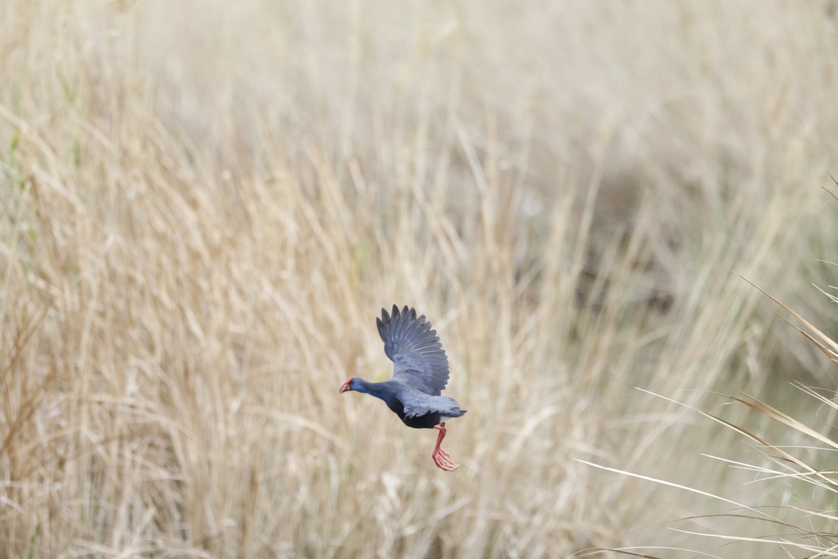 Western Swamphen - Mario Garcia