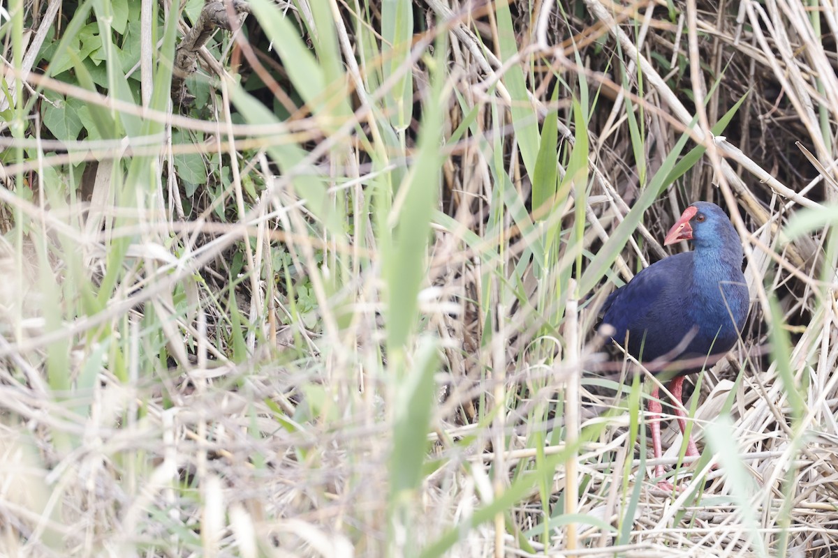 Western Swamphen - ML429663961