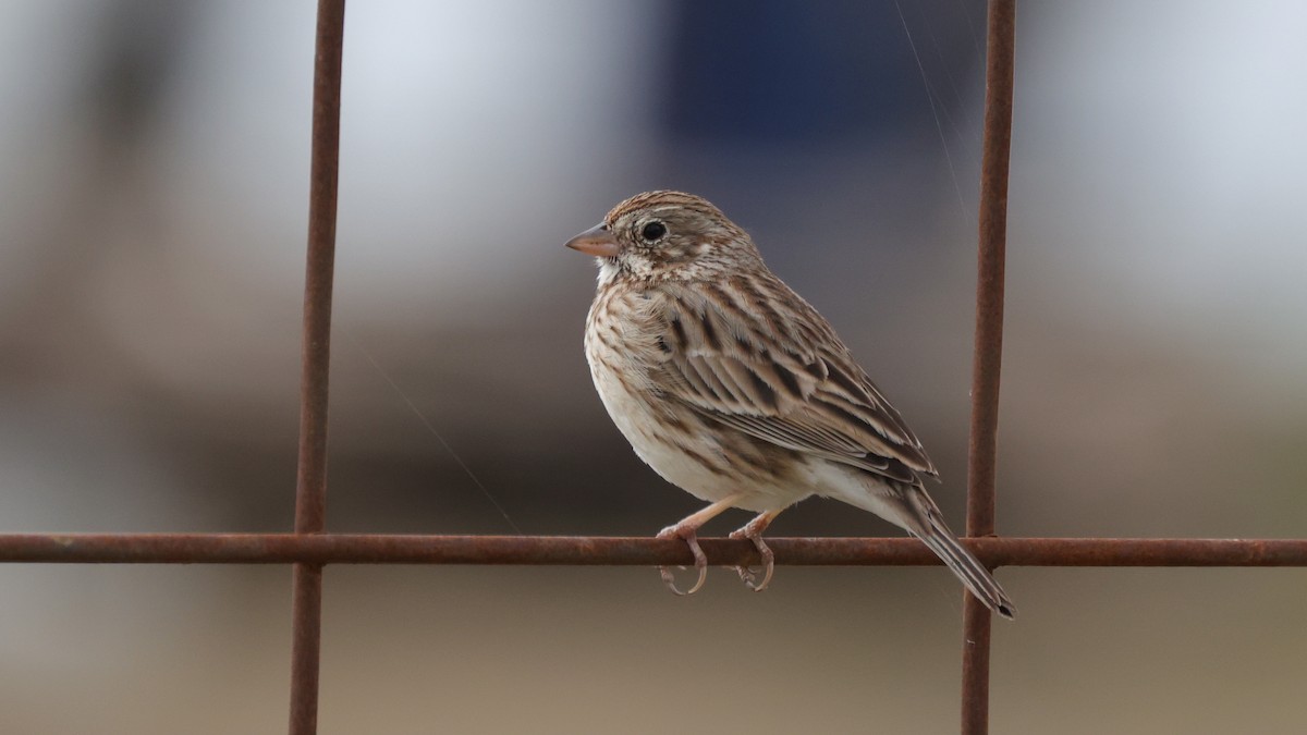 Vesper Sparrow - Curtis McCamy