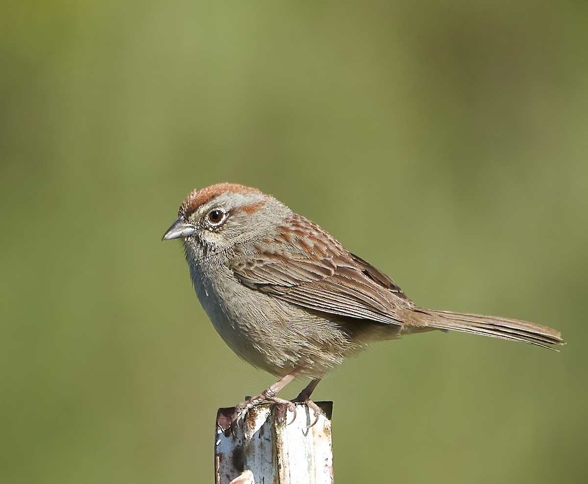 Rufous-crowned Sparrow - ML429665221