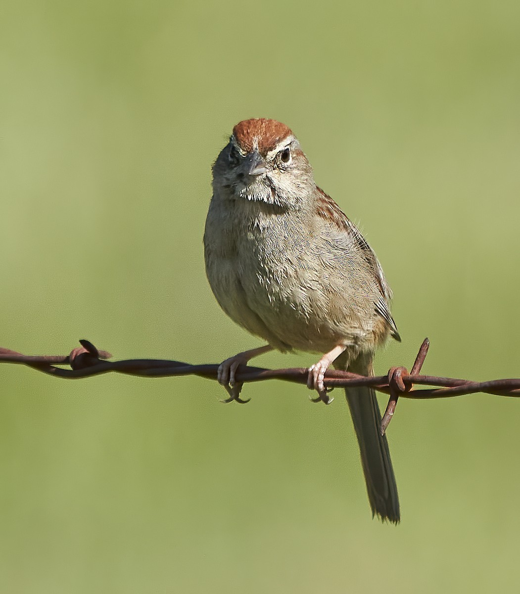 Rufous-crowned Sparrow - ML429665231
