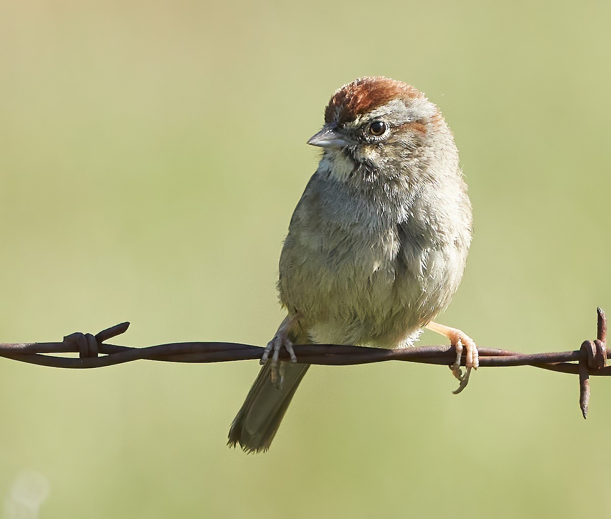 Rufous-crowned Sparrow - ML429665241