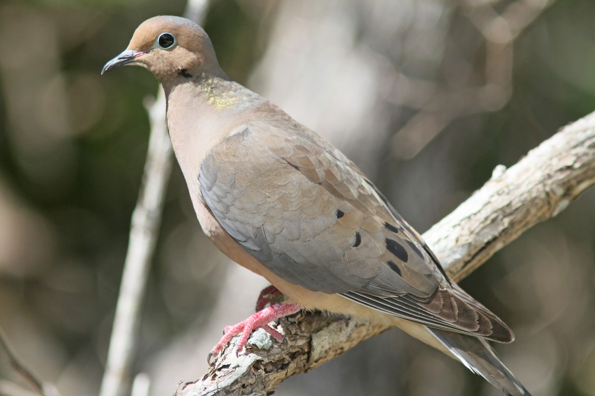 Mourning Dove - ML429666201