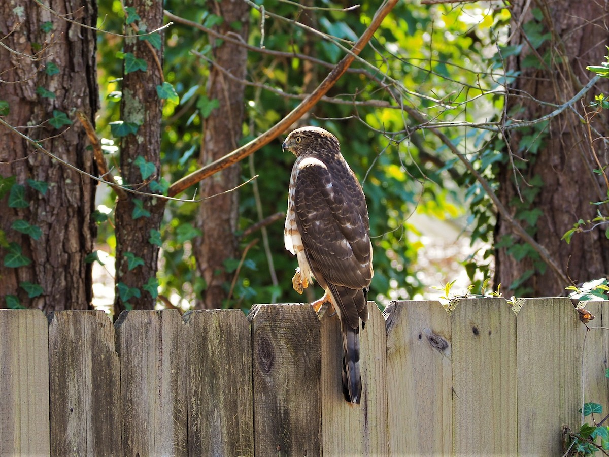 Cooper's Hawk - ML429667751