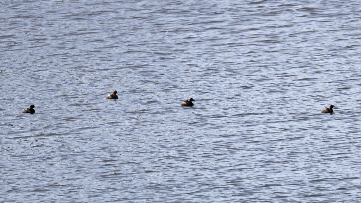 Little Grebe - Francisco Barroqueiro