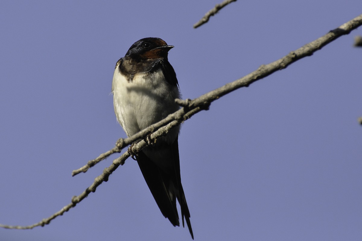 Barn Swallow - ML429668301