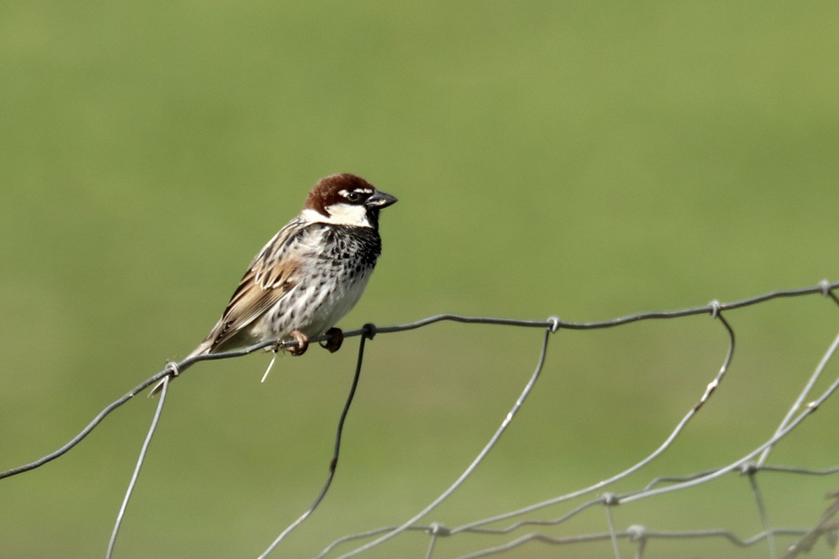 Spanish Sparrow - Francisco Barroqueiro