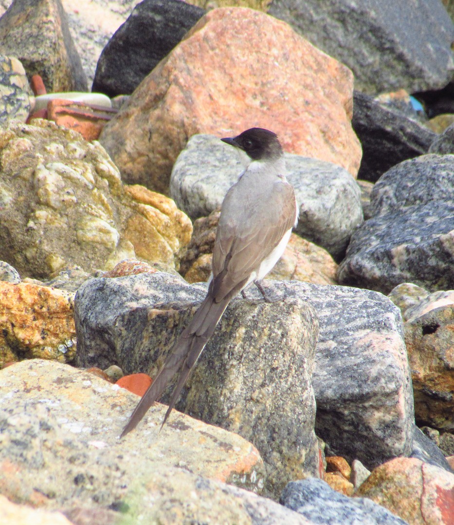 Fork-tailed Flycatcher - ML429671721