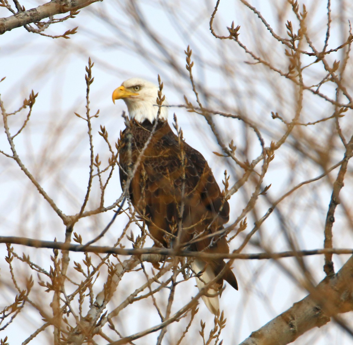 Bald Eagle - ML429671801