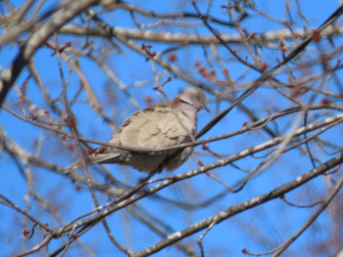 Eurasian Collared-Dove - ML429672111