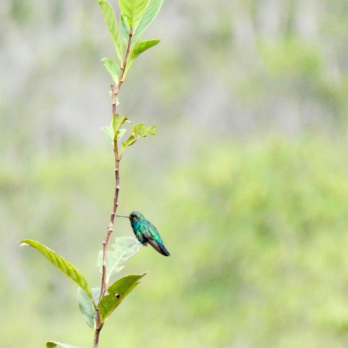 kolibřík chiribiquetský - ML429672811