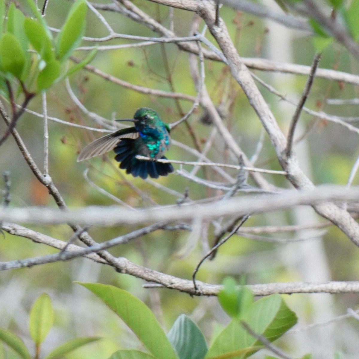 Chiribiquete Emerald - IVAN DARIO MACÍAS