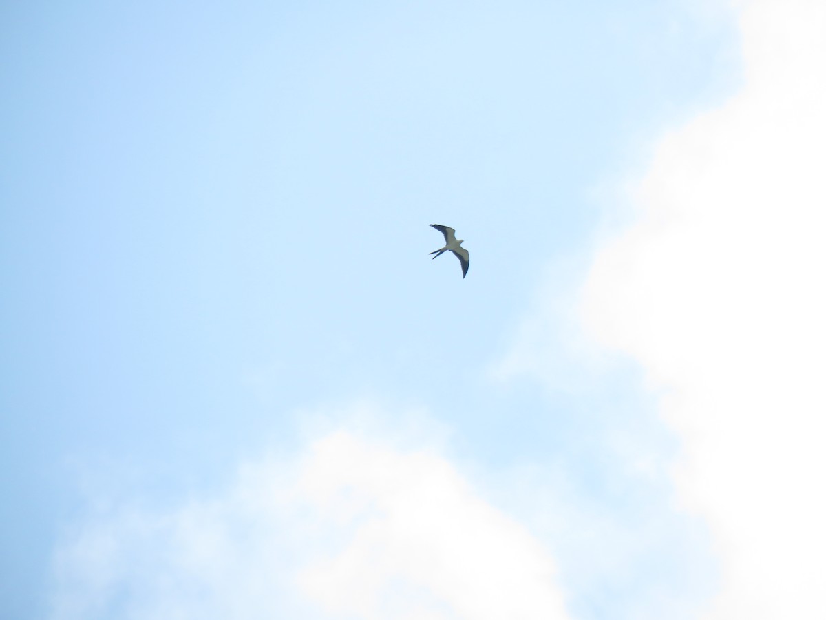 Swallow-tailed Kite - ML429674101