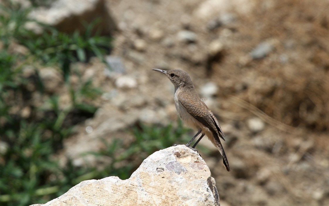 Rock Wren - ML429675071