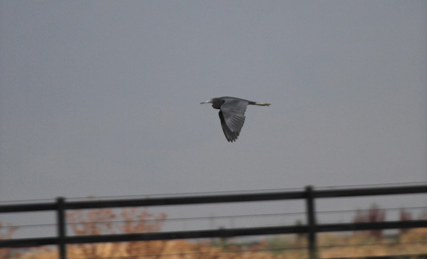 Little Blue Heron - ML429677301