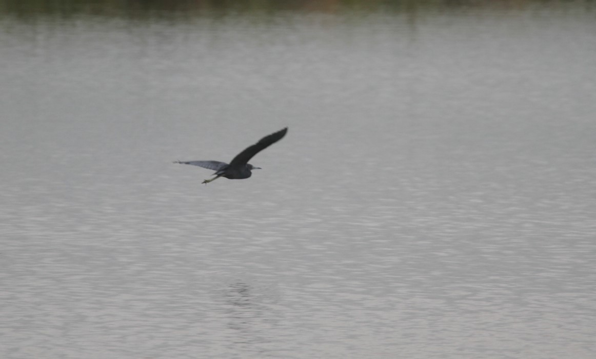 Little Blue Heron - ML429677311