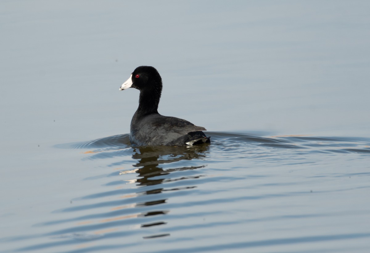 American Coot - ML429678451