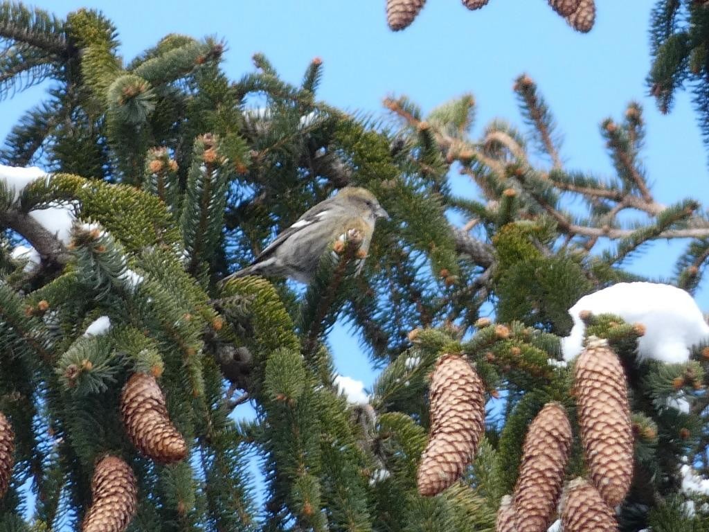 White-winged Crossbill - John Gustafson