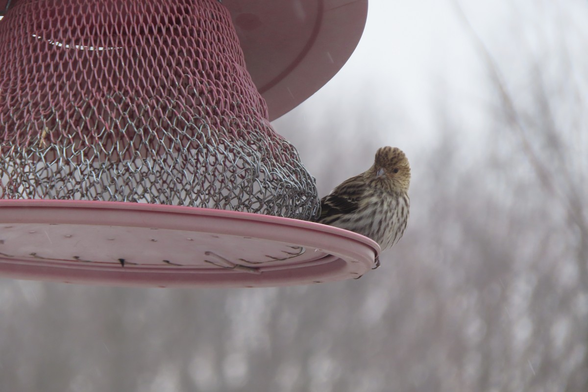 Pine Siskin - ML429681771