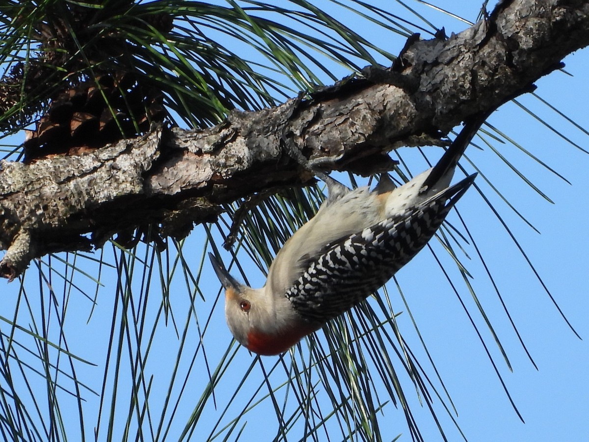 Red-bellied Woodpecker - ML429681841