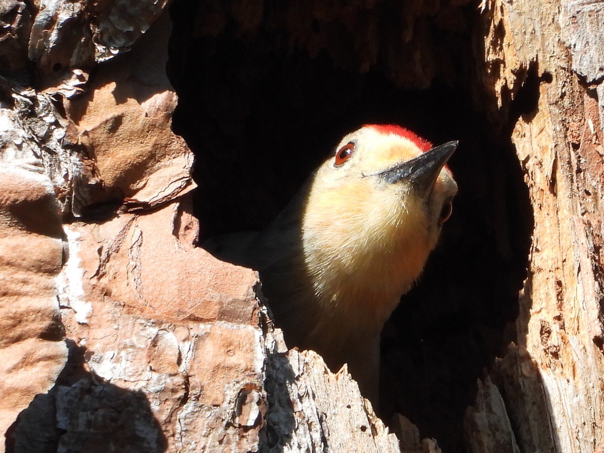 Red-bellied Woodpecker - Vickie Amburgey