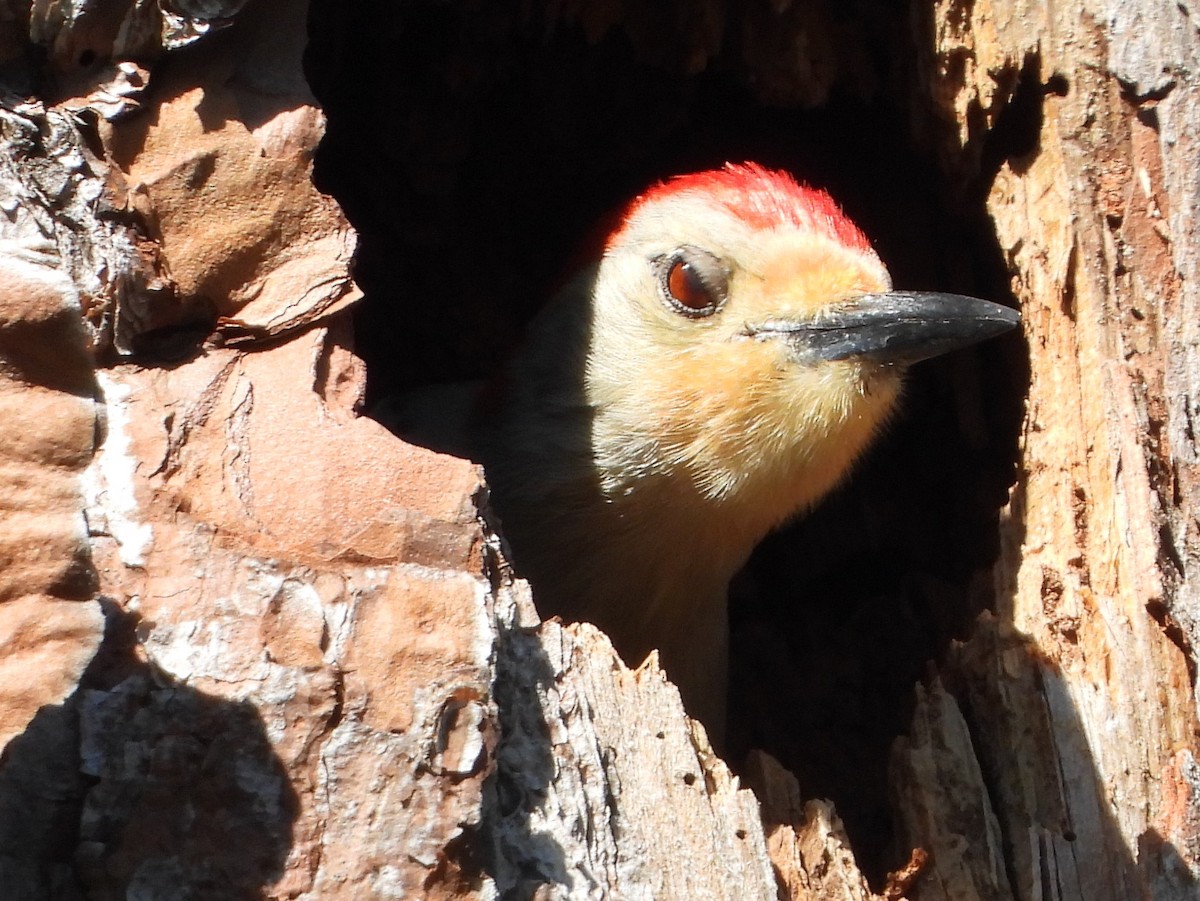 Red-bellied Woodpecker - ML429681881
